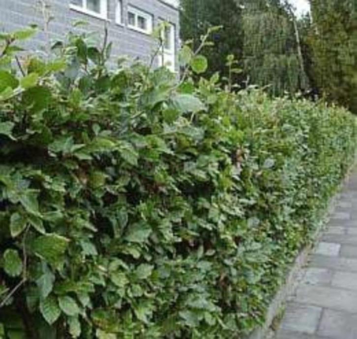 Fagus sylvatica - Groene beuk - Bladhoudend - Beukenheg, Tuin en Terras, Planten | Struiken en Hagen, Beukenhaag, 100 tot 250 cm