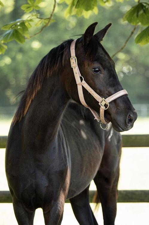 sportief talent met een gouden karakter veulen 1 jaar, Dieren en Toebehoren, Paarden, Merrie, 0 tot 2 jaar, Dressuurpaard, Gechipt