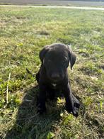 Nog één lieve puppy reu zoekt een nieuw baasje, Dieren en Toebehoren, Honden | Niet-rashonden, 8 tot 15 weken, HCC (leverziekte)