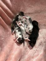 Kittens te koop, Dieren en Toebehoren, Katten en Kittens | Raskatten | Korthaar, Meerdere dieren, Ontwormd, 0 tot 2 jaar