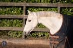 Fokmerrie Ster IBOP SPR - KWPN - loma stam, Dieren en Toebehoren, Paarden, Merrie, Gechipt, Niet van toepassing, 160 tot 165 cm