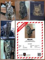 Vermist mauki, Dieren en Toebehoren, Vermiste en Gevonden Dieren, Kat