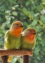 Agapornis roseicollis, Dieren en Toebehoren, Vogels | Parkieten en Papegaaien, Dwergpapegaai of Agapornis