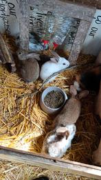 Hangoor mix Vlaamse reus konijnen, Dieren en Toebehoren, Konijnen, Meerdere dieren, Groot, Hangoor