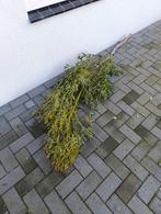 Kerst groen eucalyptus takken, Ophalen, Nieuw