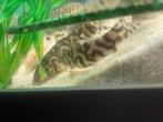3x botia, Dieren en Toebehoren, Vissen | Aquariumvissen, Vis