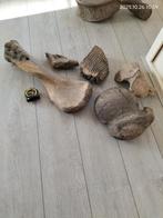 Mammoet botten, kiezen, Verzamelen, Ophalen