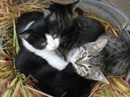 Prachtige lieve kittens te koop!, Dieren en Toebehoren, Katten en Kittens | Overige Katten, Meerdere dieren, Kortharig, 0 tot 2 jaar