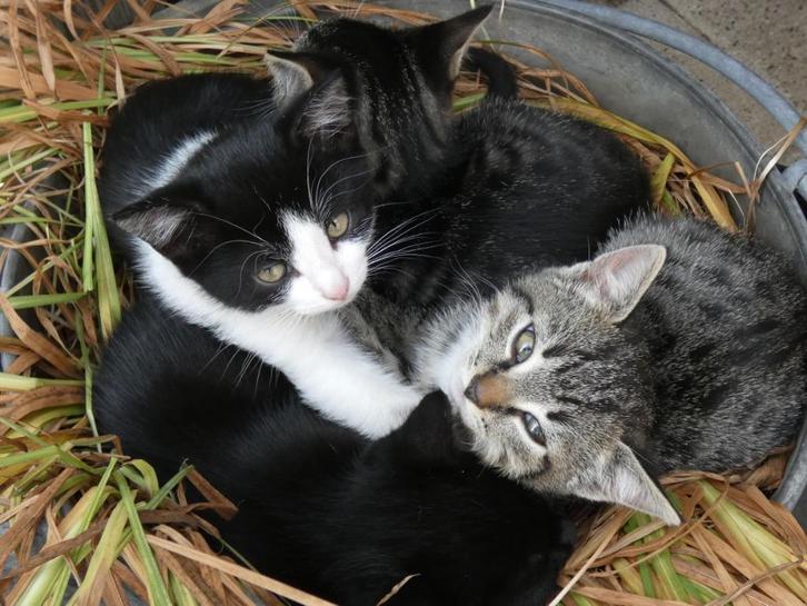 Prachtige lieve kittens te koop!, Dieren en Toebehoren, Katten en Kittens | Overige Katten, Kortharig, Meerdere dieren, 0 tot 2 jaar