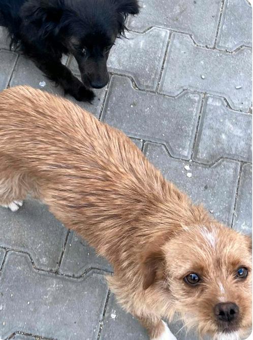 Klein teefje ter adoptie, Dieren en Toebehoren, Honden | Niet-rashonden, Klein, Teef, Particulier, Eén hond, Buitenland, 1 tot 2 jaar