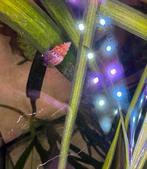 Thiara Scabra, Dieren en Toebehoren, Slak of Weekdier, Zoetwatervis