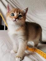 Prachtig black golden poesje. Mooi en super lief!, Dieren en Toebehoren, Katten en Kittens | Raskatten | Korthaar, Poes, Ontwormd