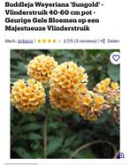 Gele vlinderstruik buddleja Weyeriana sungold, Ophalen, Vlinderstruik, Minder dan 100 cm