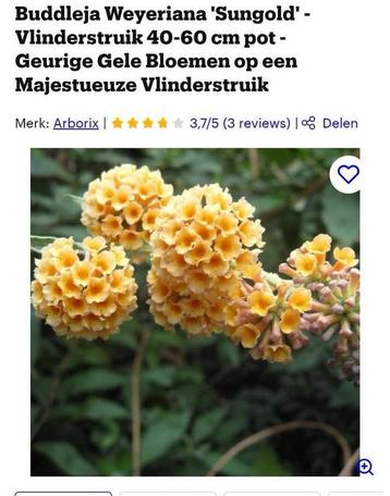 Gele vlinderstruik buddleja Weyeriana sungold beschikbaar voor biedingen