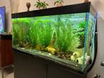 Aquarium CYANO met onderkast, Dieren en Toebehoren, Vissen | Aquaria en Toebehoren, Zo goed als nieuw, Ophalen, Leeg aquarium