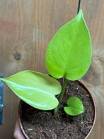 Monstera variegata lemon lime fullmoon variegata plant, Ophalen of Verzenden, Overige soorten, Minder dan 100 cm