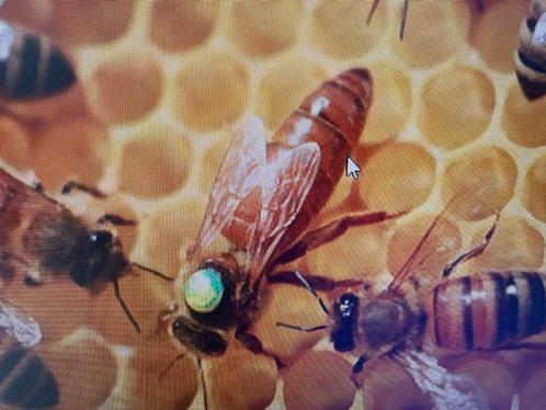 bijen, Dieren en Toebehoren, Insecten en Spinnen, Bijen