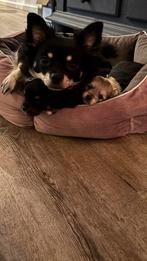 Prachtige Pomchi pups, Dieren en Toebehoren, Honden | Chihuahua's en Gezelschapshonden, Overige rassen, CDV (hondenziekte), 8 tot 15 weken