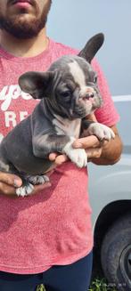 Franse bulldog pups mogen de nestje verlaten, Dieren en Toebehoren, België, Particulier, CDV (hondenziekte), 8 tot 15 weken
