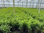 Portugese laurier - Prunus lus. Angustifolia - diverse maten, Ophalen, Laurier, Haag, 100 tot 250 cm