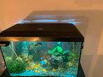 Juwel primo 70, Dieren en Toebehoren, Ophalen, Zo goed als nieuw, Gevuld zoetwateraquarium
