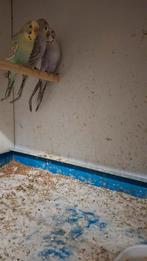 3 parkieten te koop, Dieren en Toebehoren, Vogels | Parkieten en Papegaaien, Meerdere dieren, Parkiet