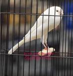 Een koppel witte Yorkshire uit 2025, Meerdere dieren, Postuurkanarie