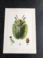 10 prenten insekten  soorten kevers 19x27 cm samen 12 euro, Antiek en Kunst, Antiek | Schoolplaten, Natuur en Biologie, Ophalen of Verzenden