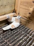 Takl, Dieren en Toebehoren, Vogels | Duiven