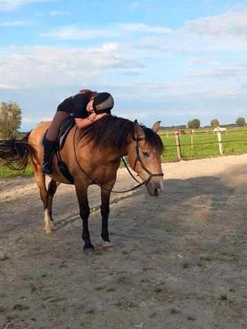 Spaans paard valk ruin gezinspaard Lease/koop beschikbaar voor biedingen