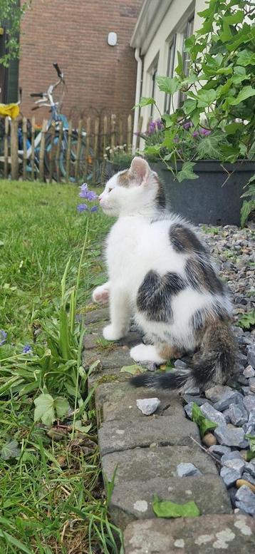 Super lief katertje, ontwormd, ingeënt met paspoort - 3 mnd beschikbaar voor biedingen