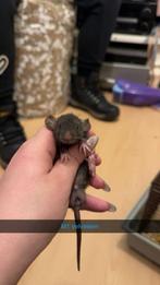 GERESERVEERD, Dieren en Toebehoren, Knaagdieren, Rat, December, Meerdere dieren, Tam
