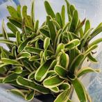 Bromelia bont met donker hart (neoregelia), Ophalen of Verzenden, Halfschaduw, Minder dan 100 cm