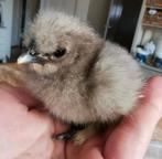 Winterkorting broedeieren Zijdehoen kriel €1/st, Dieren en Toebehoren, Pluimvee, Meerdere dieren, Kip