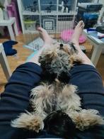 Gouden mandje gezocht voor super lieve biewer yorkie., Dieren en Toebehoren, Yorkshire Terriër, 15 weken tot 1 jaar, Reu, Eén hond
