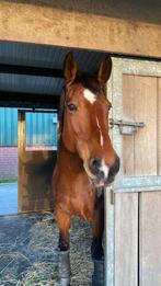 Verzorgster verzorgpaard gezocht, Dieren en Toebehoren, Paarden en Pony's | Verzorgingsproducten, Nieuw, Ophalen of Verzenden