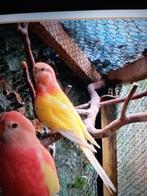 Gevraagt bourkes pop coppel turguoisine, Dieren en Toebehoren, Vogels | Parkieten en Papegaaien, Vrouwelijk, Parkiet