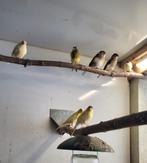 Kanaries te koop, verschillende kleuren, Dieren en Toebehoren, Vogels | Kanaries, Meerdere dieren, Kleurkanarie