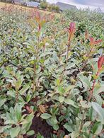 Photinia Red Robin haagplant, Tuin en Terras, Ophalen of Verzenden, Overige soorten, Haag, Minder dan 100 cm