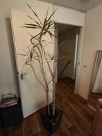 Kamerplant, Huis en Inrichting, Kamerplanten, Ophalen, Palm, Halfschaduw, In pot