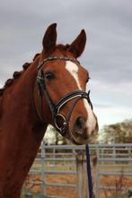 knappe 3,5 jarige te koop, Dieren en Toebehoren, Paarden, Ruin, Dressuurpaard, 3 tot 6 jaar, 160 tot 165 cm