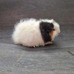 Cavia ch-teddy beertjes, Cavia, April, Mannelijk, Tam