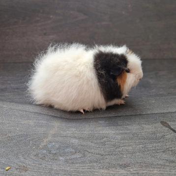 Cavia ch-teddy beertjes beschikbaar voor biedingen