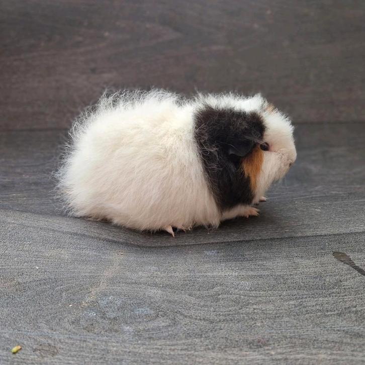 Cavia ch-teddy beertjes, Dieren en Toebehoren, Knaagdieren, Mannelijk, Cavia, April, Tam