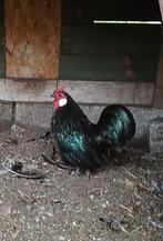 Javakriel haan, Dieren en Toebehoren, Pluimvee, Mannelijk, Kip