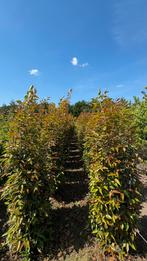 Veel verschillende soorten camellia (japonica) winterbloeier, Ophalen of Verzenden, Overige soorten