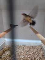 Tijgervinken, Meerdere dieren, Tropenvogel