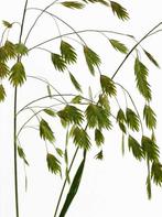 Plataargras zaden, Chasmanthium Latifolium, Verzenden, Zaad