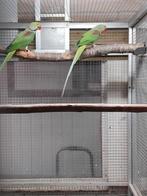 Alexander parkieten koppel, Meerdere dieren, Parkiet, Geringd