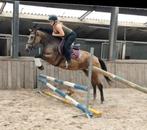 Zeer unieke en brave appaloosa allround E pony !!, Dieren en Toebehoren, Pony's, B, Dressuurpony, 3 tot 6 jaar, Merrie